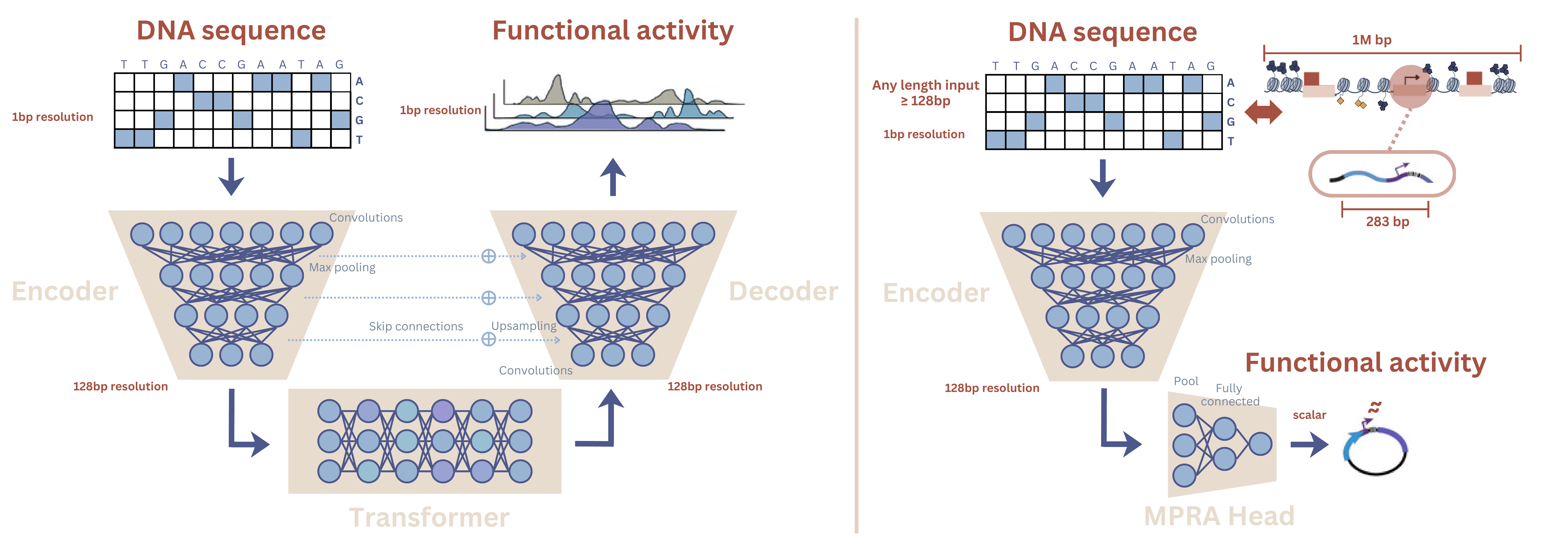 Adapting AlphaGenome to MPRA data Featured image: Adapting AlphaGenome to MPRA data
