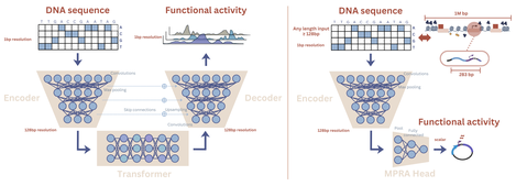 Featured image of Adapting AlphaGenome to MPRA data