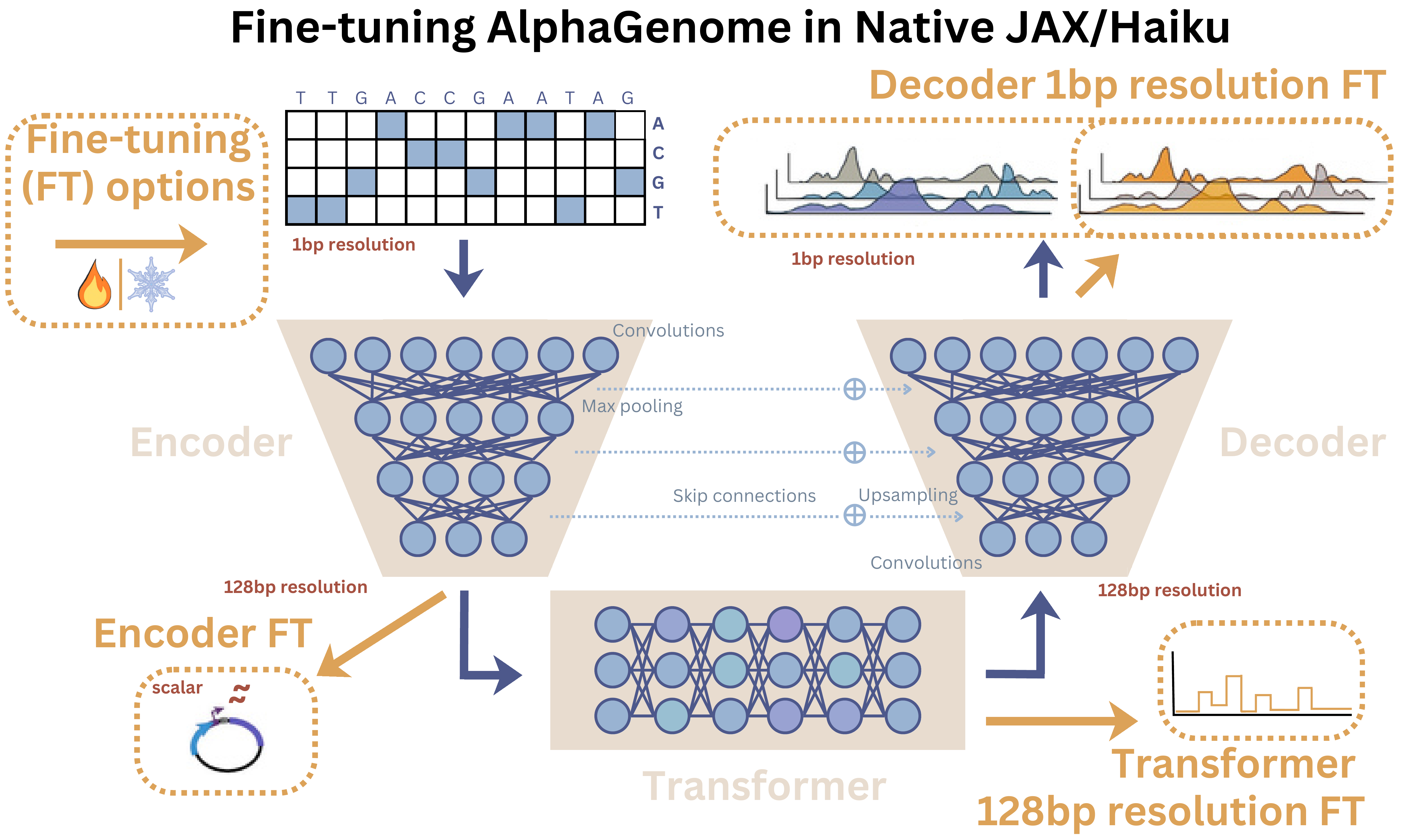 Schematic of alphagenome-ft. alphagenome-ft enables fine-tuning of AlphaGenome (architecture shown) from different, modular stages of the model (the encoder - for short sequences, the transformer - for 128 base-pair resolution, and the decoder - 1 base-pair resolution). You can control what parts of the model are frozen or free to update and you can calculate attributions, all in native JAX/Haiku. alphagenome_ft schematic