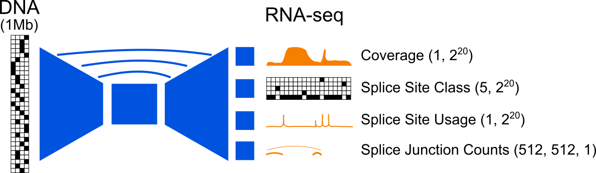 Overview of AlphaGenome's splicing heads. Figure 1. Overview of AlphaGenome’s splicing heads.