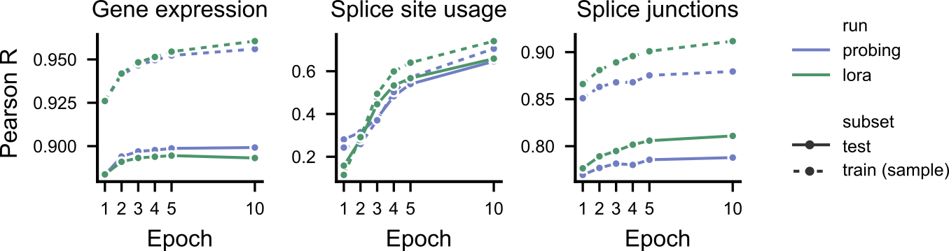 Held-out (solid) vs. training-subsample (dashed) performance across full fine-tuning epochs, linear-probe vs. LoRA, for gene expression, splice site usage, and splice junctions. Figure 9. Held-out (solid) vs. training-subsample (dashed) performance across full fine-tuning epochs, linear-probe vs. LoRA, for gene expression, splice site usage, and splice junctions.