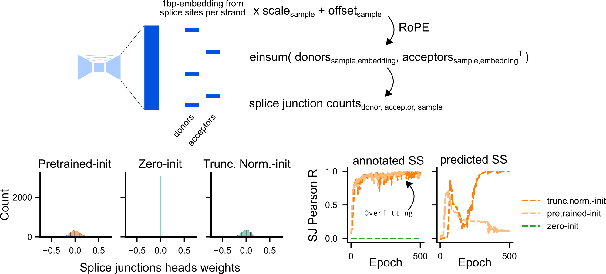 Debugging the splice junction head: random initialization. Figure 7. Debugging the splice junction head: single-interval overfitting loss with zeros vs. truncated_normal RoPE-parameter initialization, using splice site positions taken from the sample’s own annotated (STAR-called) junctions.