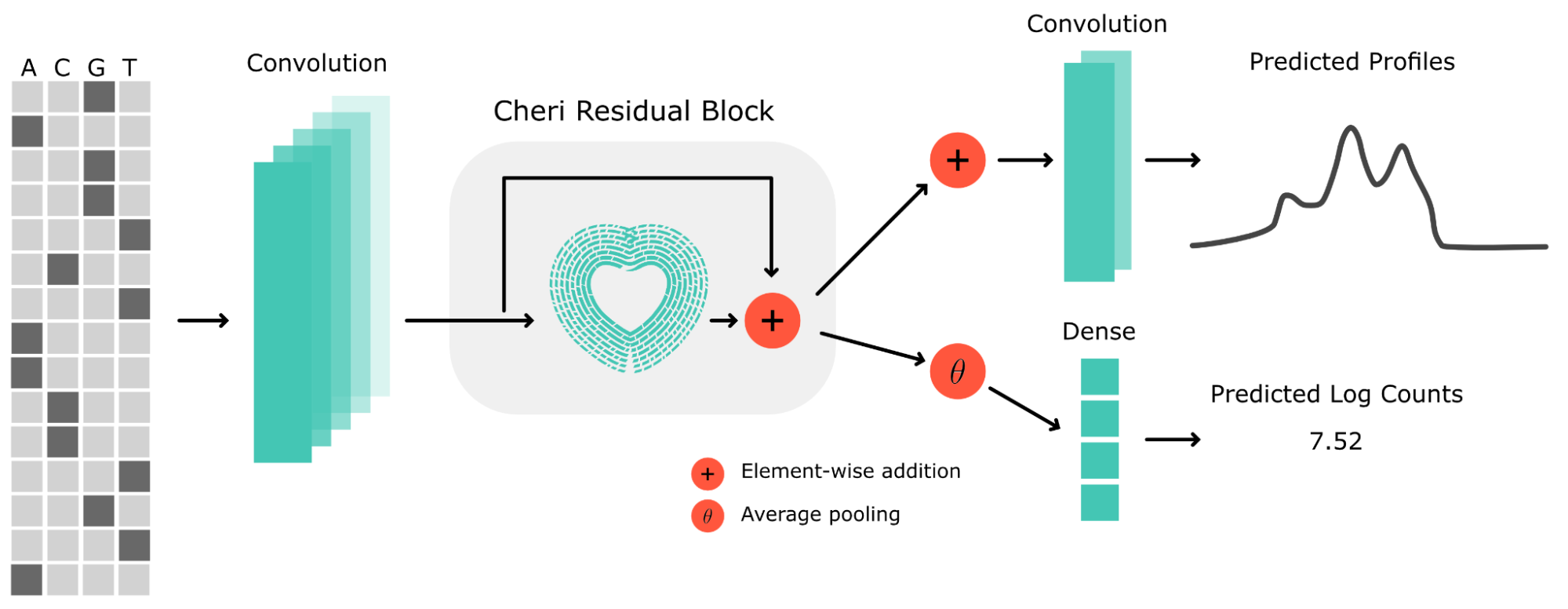 Cherimoya’s architecture: a one-hot DNA sequence passes through a convolution and a Cheri residual block, then splits into a convolutional branch that predicts base-resolution profiles and an average-pooling plus dense branch that predicts log total counts.