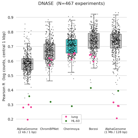 Box plot of per-experiment Pearson R for log-count prediction across 467 DNase experiments, comparing AlphaGenome (2 kb and 1 Mb), ChromBPNet, Cherimoya, and Borzoi. Cherimoya sits between ChromBPNet and the larger models; lung experiments (pink) and HL-60 (green) are highlighted as harder cases.
