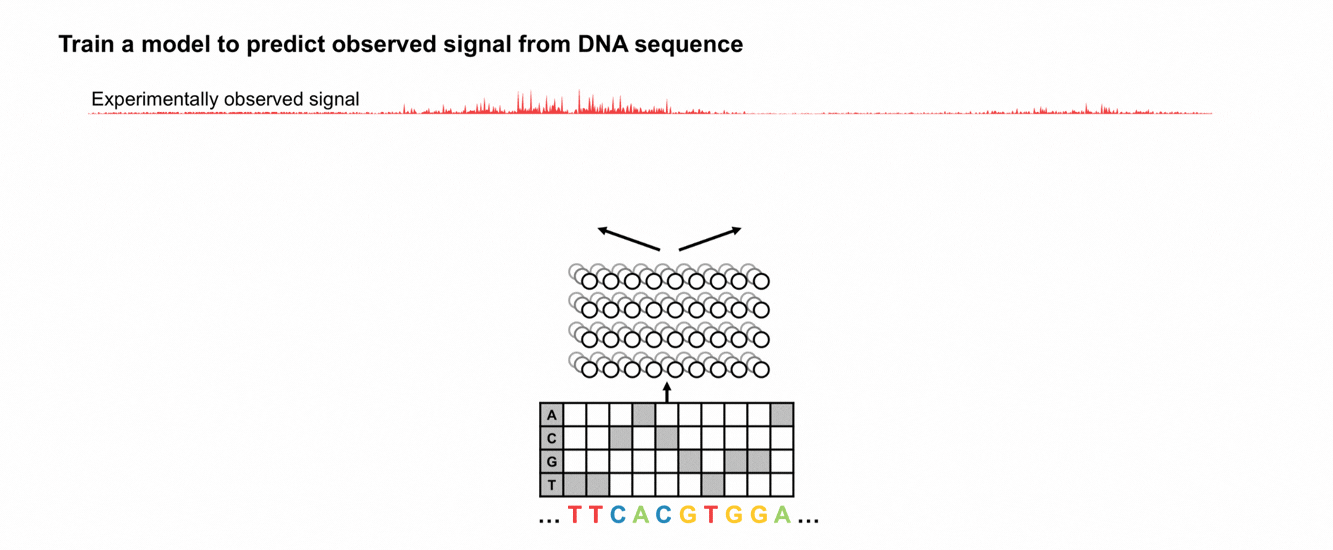 A deep learning model is trained to predict experimentally measured biochemical profiles from local DNA sequence context. Figure: Train a model