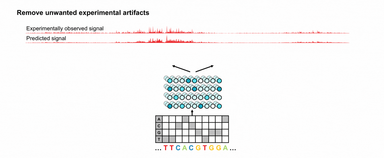 Separate biological signal from assay-specific sequence bias: For DNase-seq and ATAC-seq, ChromBPNet first learns sequence-dependent enzyme bias from the data and subtracts it out of the measured profiles to make sequence based bias-corrected predictions that more closely represents the underlying biological accessibility profile. Figure: Remove bias