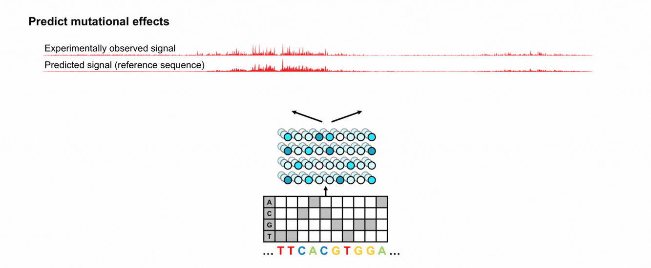 Predict the biochemical effect of unseen sequences and genetic variants: A trained model can predict the biochemical activity profile of an unseen DNA sequence. To estimate the effect of a genetic variant, predictions for the reference and alternate sequences are compared. The resulting change in signal quantifies the variant’s predicted effect on the molecular activity measured by the experiment. Figure: Predict mutations