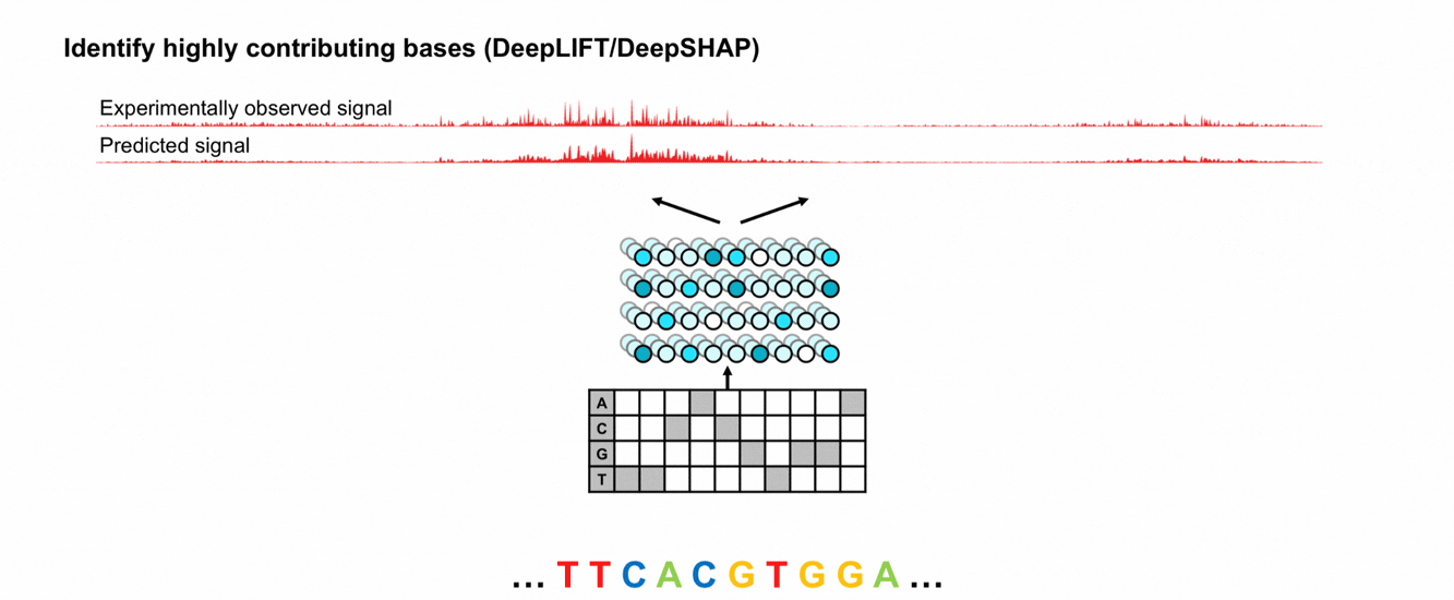Estimate the contribution of each base in a query DNA sequences to a model’s prediction of biochemical activity: DeepLIFT/DeepSHAP assigns a quantitative contribution score to each base in the input sequence, indicating how strongly it increases or decreases the predicted activity relative to shuffled reference sequences. The resulting sequence-contribution map highlights the bases and short sequence patterns used by the model to make the specific prediction. Figure: Understand the importance sequences for the model