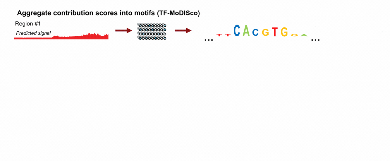 Discover recurring predictive sequence motifs: TF-MoDISco samples highly contributing subsequences from many biochemically active genomic regions, aligns and clusters similar examples, and summarizes each cluster as a contribution-weighted motif. Figure: Aggregate elements into motifs