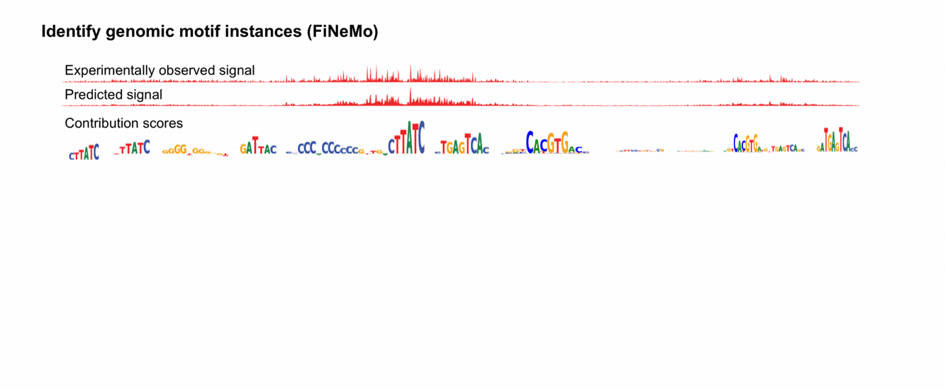 Map predictive motif instances: FiNeMo scans sequence-contribution maps with the motifs discovered by TF-MoDISco and jointly identifies the motif instances that best explain the contribution scores. This produces quantitative maps of predictive motif occurrences across genomic or other query sequences Figure: Identify all genomics motif instances