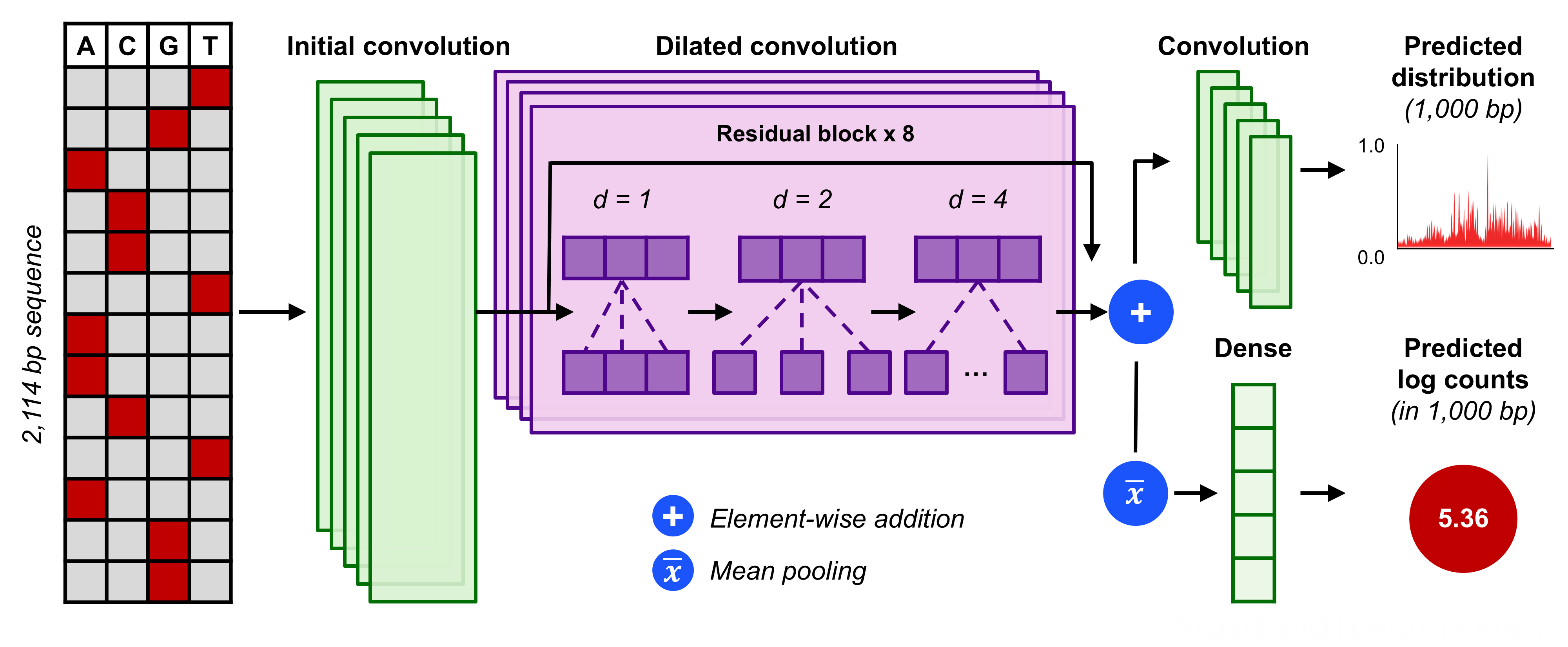 Neural network architecture schematic of the BPNet model family: BPNet uses ~2 kb of local DNA sequence as input and applies convolutional and dilated residual layers to learn predictive sequence features and their spatial organization. The model jointly predicts the base-resolution shape of the regulatory profile across a 1 kb region and the total experimental signal within that region. Figure: ChromBPNet model architecture