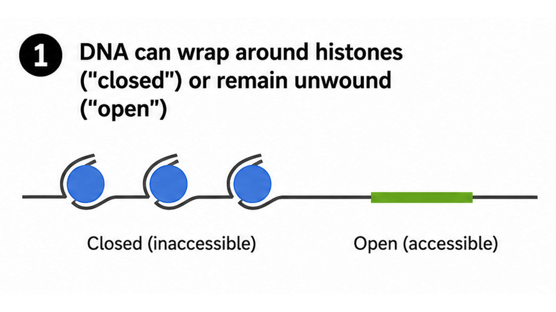 DNase-seq and ATAC-seq experiments profile regions of accessible chromatin: (1) DNA wrapped around histone proteins is relatively inaccessible, whereas (2) exposed DNA can be cut by DNase-I in DNase-seq or Tn5 transposase in ATAC-seq. These enzymes preferentially act on accessible DNA, and the resulting fragments are isolated, (3) sequenced, and mapped back to the genome. (4) Regions where many fragments accumulate appear as peaks of chromatin accessibility. Figure: DNase-seq, ATAC-seq