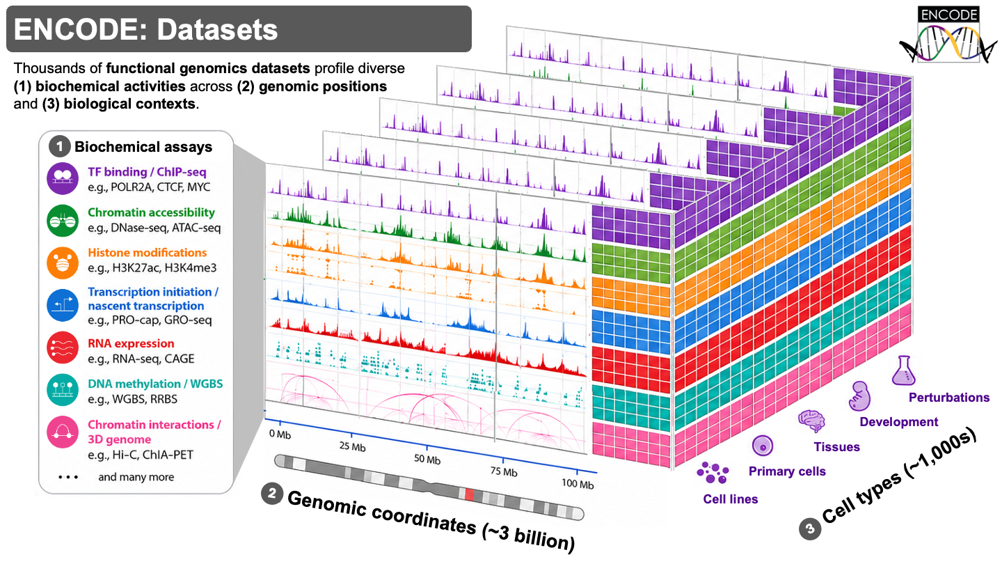 The ENCODE data cube: ENCODE comprises 1000s of datasets spanning 3 dimensions. (1) Biochemical assays measure diverse layers of genome function, including TF binding, chromatin accessibility, histone modifications, transcription initiation and nascent transcription, RNA expression, DNA methylation, and 3D long-range chromatin interactions. (2) Genomic coordinates place each measurement across approximately 3 billion positions in the human genome, producing signal tracks that can be compared at the same loci. (3) Biological contexts include cell lines, primary cells, tissues, developmental stages, and experimentally perturbed samples. The grid is schematic and does not imply that every possible combination has been experimentally profiled. Figure: ENCODE cube