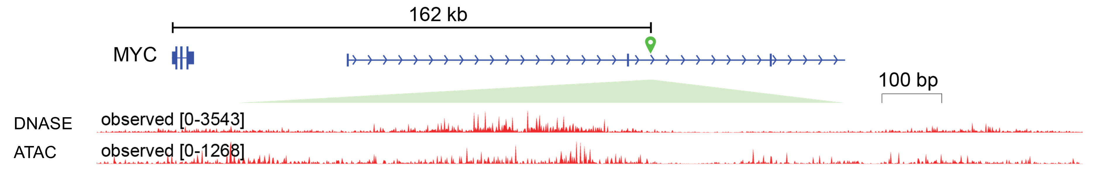 A distal MYC enhancer in K562 cells: Overview of the *MYC* locus showing a CRISPRi-validated enhancer located approximately 162 kb from the gene (green marker). The green wedge indicates the region shown at higher resolution below, where observed DNase-seq and ATAC-seq profiles reveal strong chromatin accessibility. Track labels report the displayed signal ranges. Figure: MYC enhancer