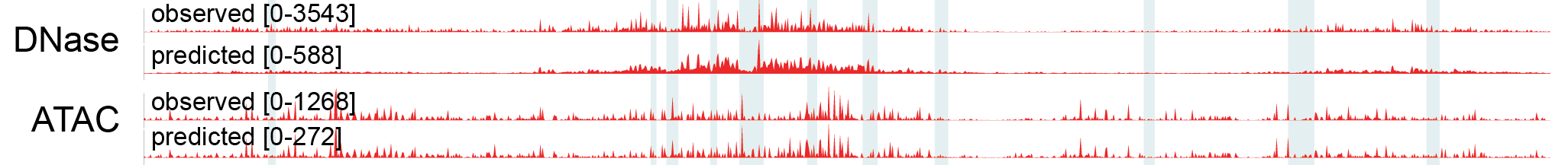 Observed and ChromBPNet-predicted chromatin-accessibility profiles at the MYC enhancer: Experimentally observed and model-predicted DNase-seq and ATAC-seq profiles across the enhancer in K562 cells. The independently trained ChromBPNet models recapitulate the broad structure and many fine-scale features of their corresponding experimental signals. Despite measuring the same underlying property, the DNase-seq and ATAC-seq profiles differ substantially in shape, reflecting assay-specific effects such as the distinct sequence preferences of DNase I and Tn5. Track labels indicate the displayed signal ranges. Figure: MYC - Observed and predicted profile