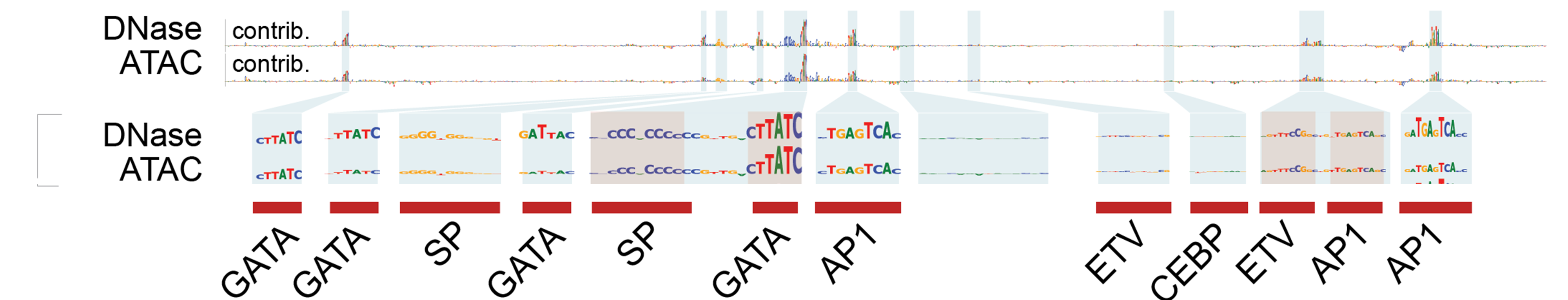 Highly concordant sequence-contribution maps reveal shared regulatory features at the *MYC* enhancer: ChromBPNet contribution scores from independently trained DNase-seq and ATAC-seq models show strong concordance and highlight many of the same predictive sequence features. Zoomed views identify shared motif instances associated with GATA, SP, AP-1, ETV/ETS, and CEBP family TFs. Shaded regions indicate selected high-contribution sites, and red bars mark the corresponding annotated motif instances. Figure: MYC - Sequence contribution scores