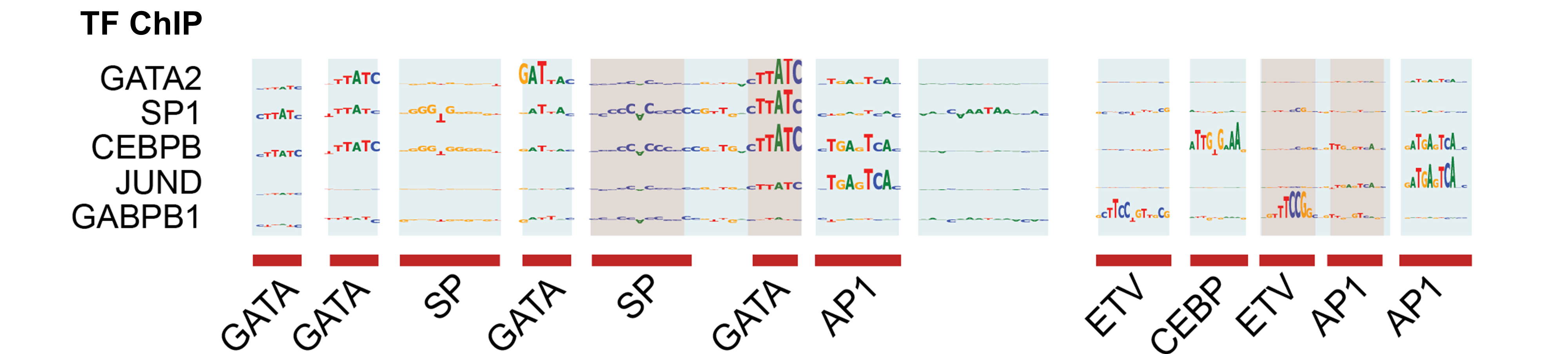 TF ChIP–seq BPNet models link ChromBPNet motif instances to specific TFs at the *MYC* enhancer: Sequence-contribution maps from independently trained GATA2, SP1, CEBPB, JUND, and GABPB1 models highlight the corresponding GATA, SP, CEBP, AP-1, and ETV/ETS motif instances identified by the DNase-seq and ATAC-seq ChromBPNet models. Collectively, these TF-specific models account for most of the predictive motif instances highlighted by ChromBPNet, providing cross-assay support for the inferred regulatory sequence architecture. Red bars mark the annotated motif instances. Figure: MYC - Chromatin accessibility vs. transcription factor binding