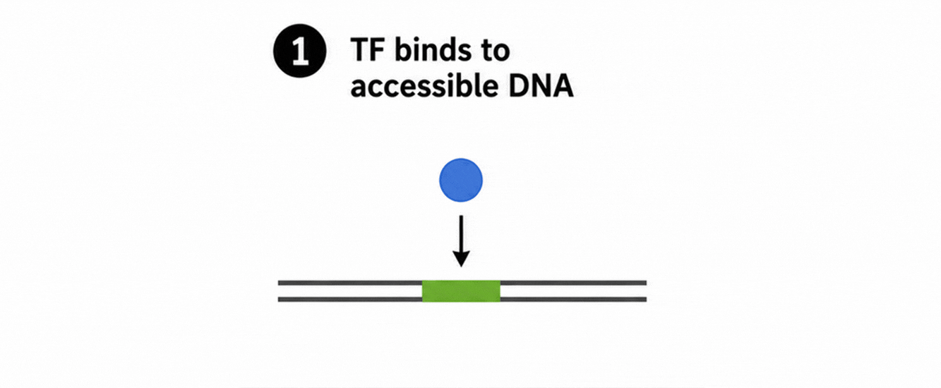 A transcription factor (TF) ChIP-seq experiment profiles genomic binding sites of a TF: (1) A TF binds specific regulatory DNA elements across the genome. (2) The DNA is randomly fragmented, (3) an antibody specific to the TF binds the resulting TF–DNA complexes. (3) These complexes are selectively isolated, (4) the associated DNA fragments are purified and sequenced, and (5) the sequencing reads are mapped back to the genome. (6) Regions where many reads accumulate appear as peaks centered around sites occupied by the transcription factor. Figure: TF ChIP-seq