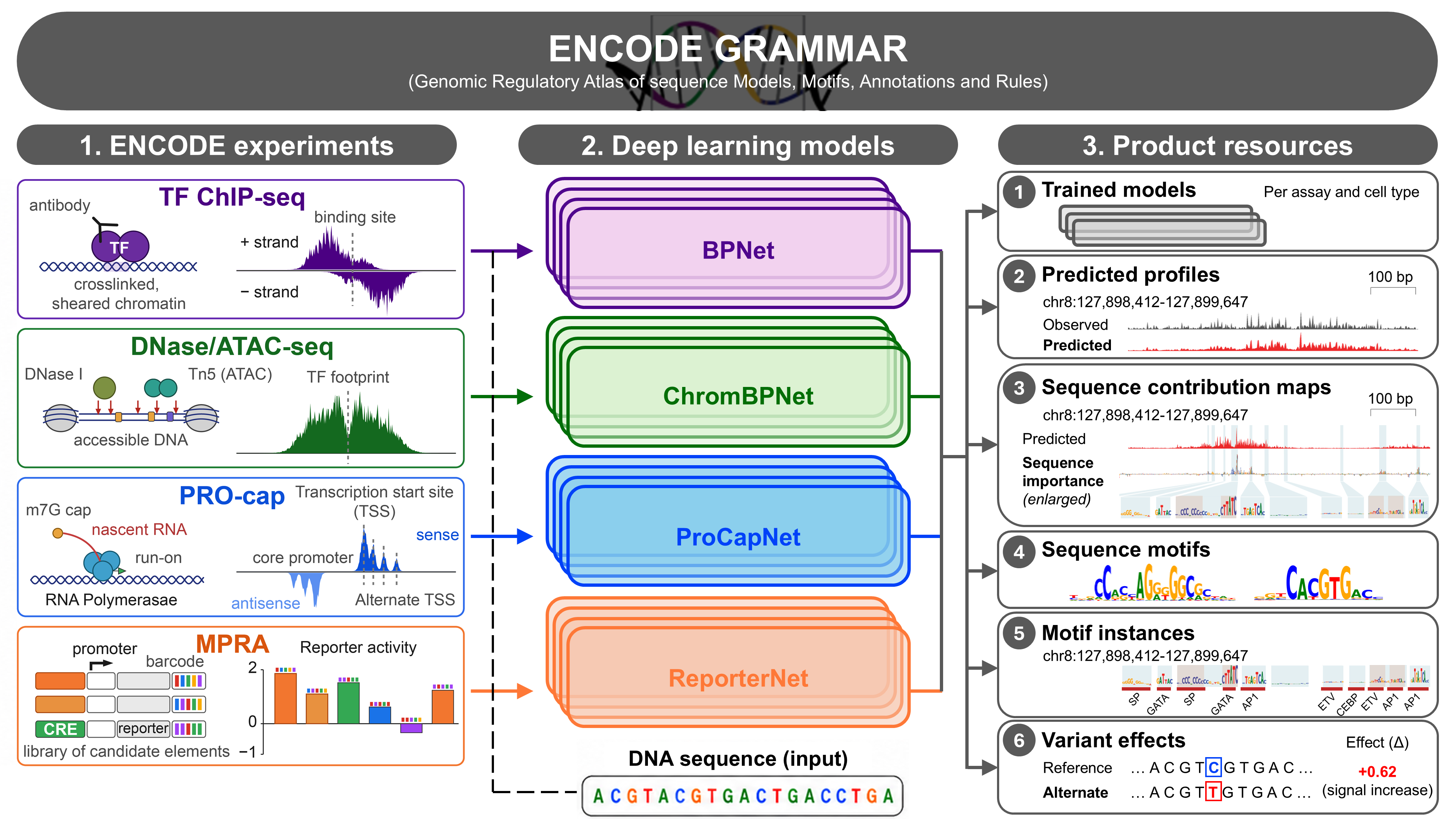 Featured image of ENCODE GRAMMAR: A deep learning model resource for decoding the DNA sequence logic of regulatory elements in the human genome