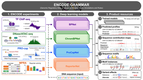 Featured image of ENCODE GRAMMAR: A deep learning model resource for decoding the DNA sequence logic of regulatory elements in the human genome